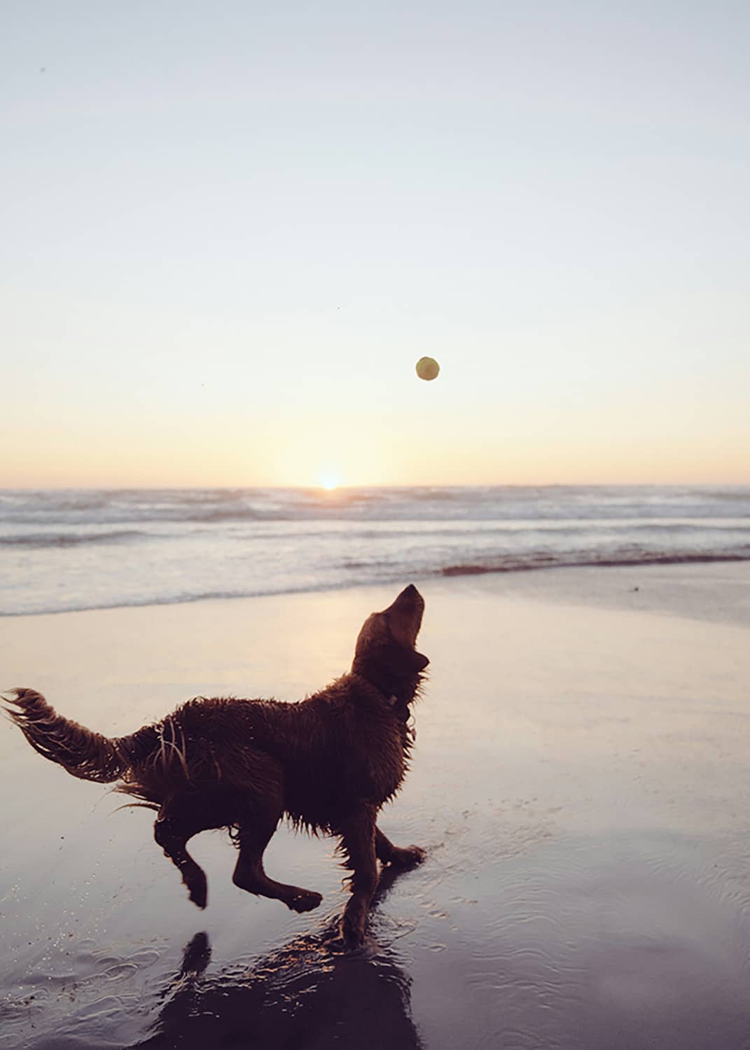 Spielender Hund am nassen Strand.